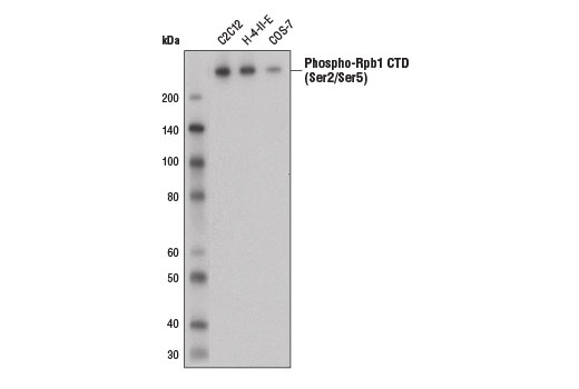 Phospho-Rpb1 CTD (Ser2/Ser5) (D1G3K) Rabbit mAb