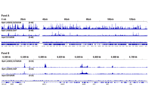 CUT&RUN pAG-MNase and Spike-In DNA