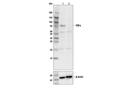 IKKalpha (3G12) Mouse mAb