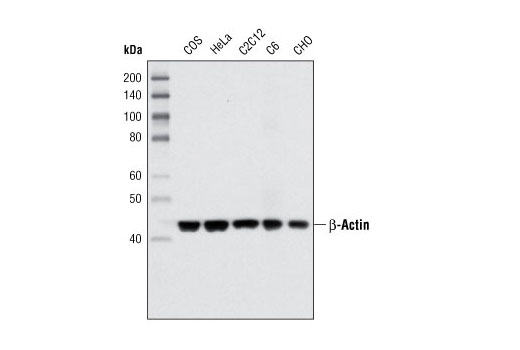 beta-Actin (8H10D10) Mouse mAb