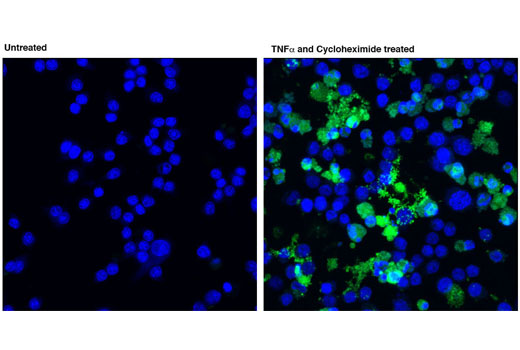 Apoptosis Antibody Sampler Kit (Mouse Preferred)