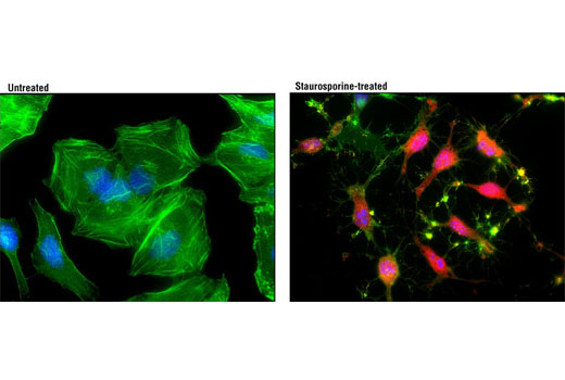 Cleaved Caspase-3 (Asp175) (D3E9) Rabbit mAb (Alexa Fluor ®  594 Conjugate)