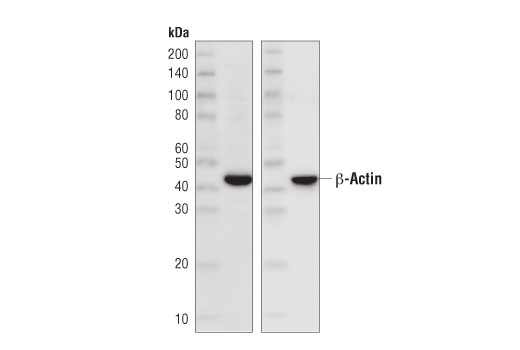 Rabbit Anti-Mouse IgG (Light Chain Specific) (D3V2A) mAb (HRP Conjugate)