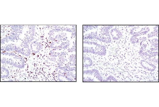 Death Receptor Antibody Sampler Kit