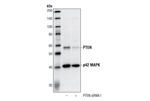 PTEN (138G6) Rabbit mAb