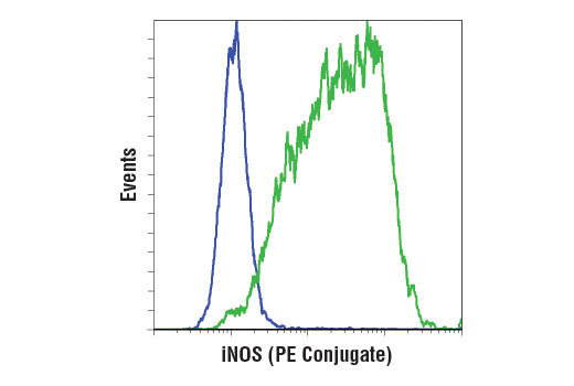 iNOS (D6B6S) Rabbit mAb (PE Conjugate)