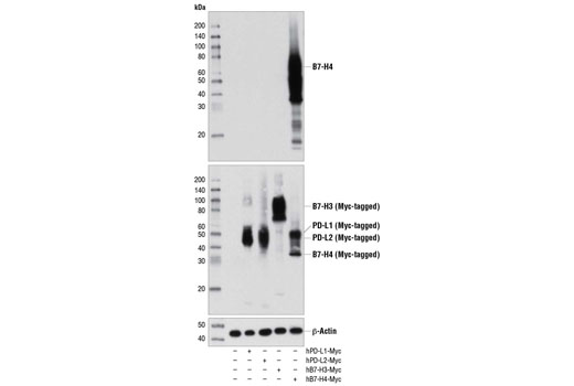 B7-H4 (D1M8I) XP ®  Rabbit mAb