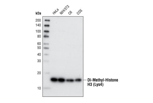 Di-Methyl-Histone H3 (Lys4) (C64G9) Rabbit mAb