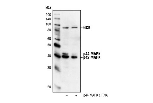 p44/42 MAPK (Erk1/2) Antibody