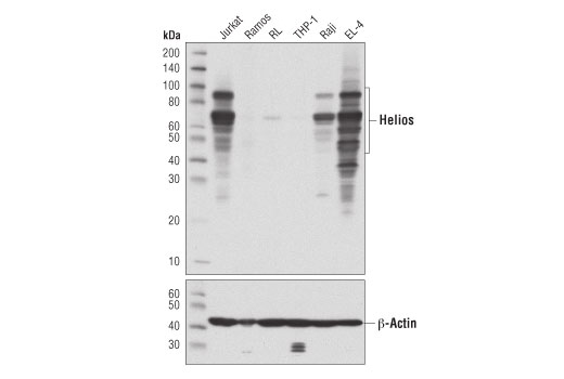 Helios (D8W4X) XP ®  Rabbit mAb