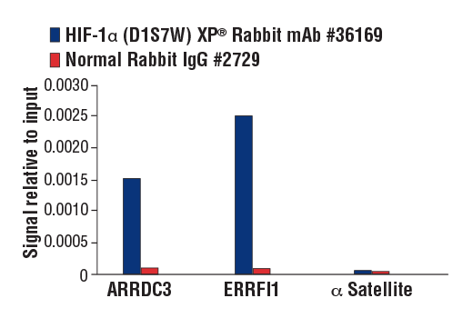 Hypoxia Pathway Antibody Sampler Kit