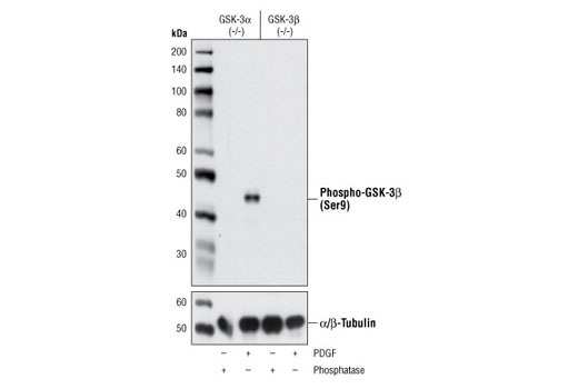 Phospho-Akt Pathway Antibody Sampler Kit