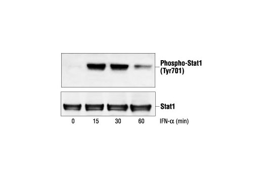 Stat1 Antibody