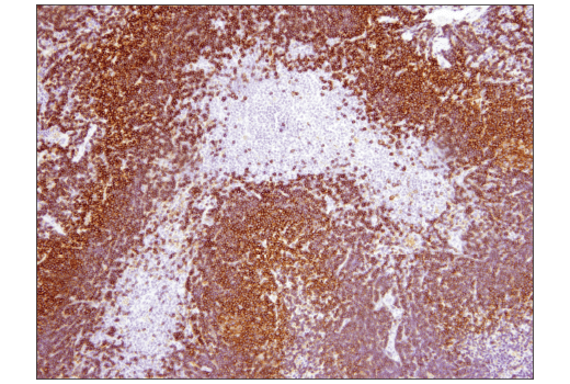 Mouse Immune Cell Phenotyping IHC Antibody Sampler Kit
