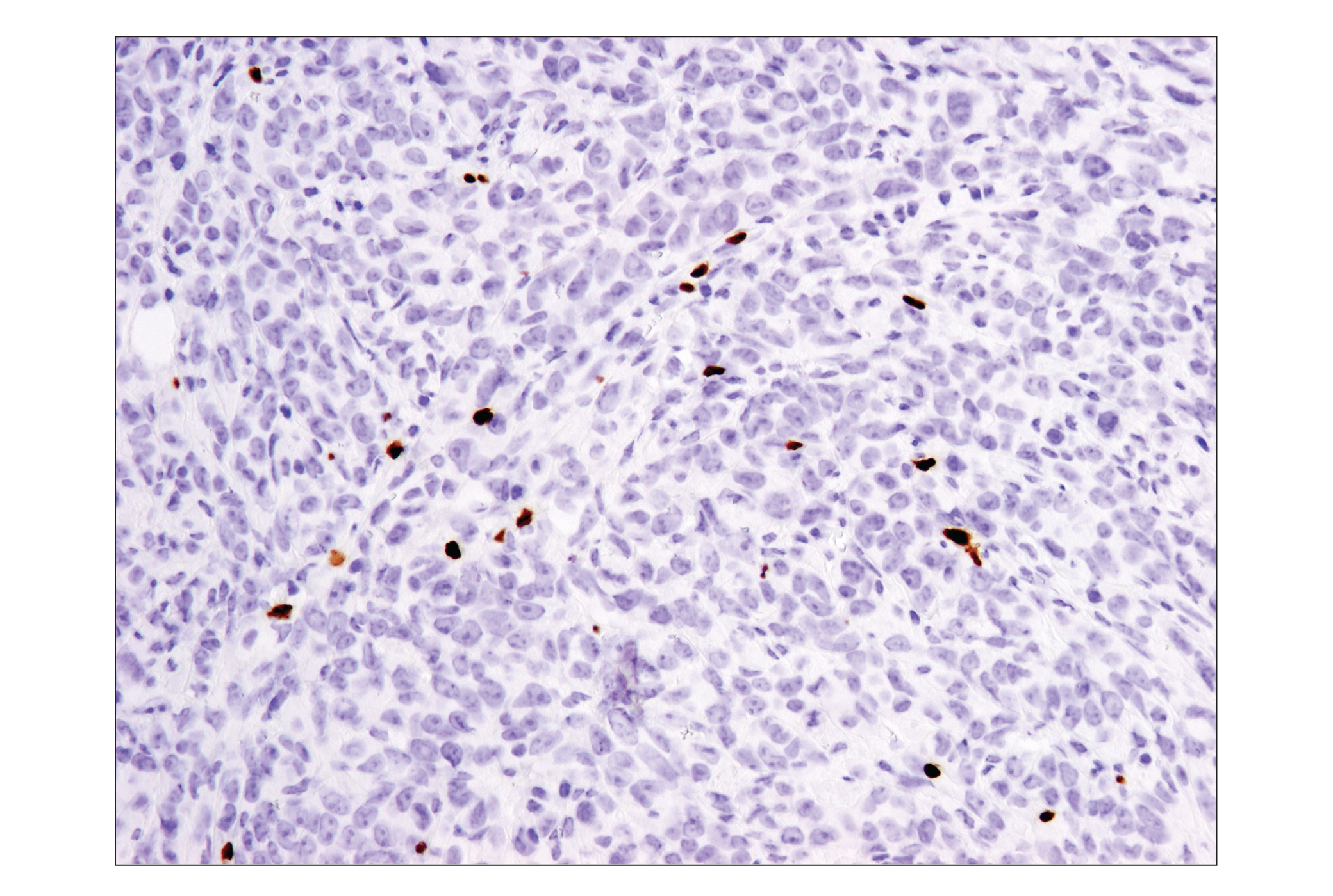 Mouse Immune Cell Phenotyping IHC Antibody Sampler Kit