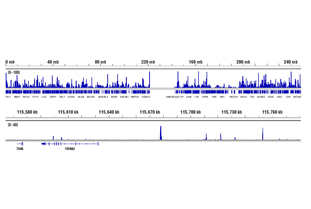 Hippo Pathway: Upstream Signaling Antibody Sampler Kit