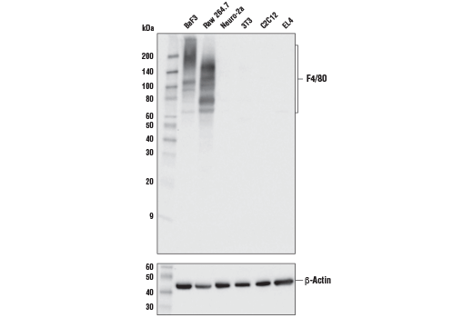 Mouse Immune Cell Phenotyping IHC Antibody Sampler Kit