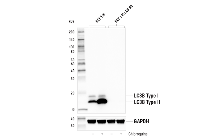 LC3B (E5Q2K) Mouse mAb