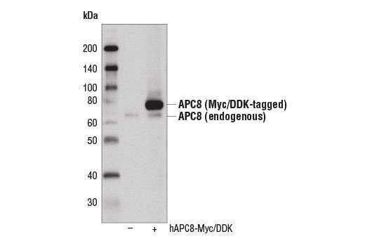 APC8 (D5O2D) Rabbit mAb