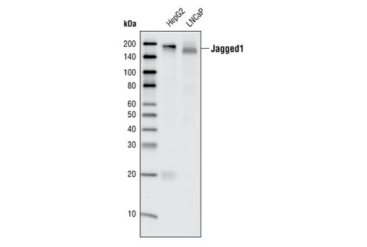 Notch Receptor Interaction Antibody Sampler Kit
