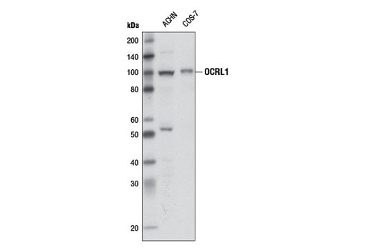 OCRL1 Antibody