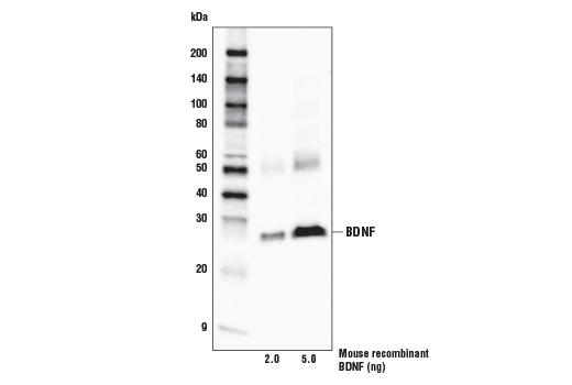 BDNF Antibody