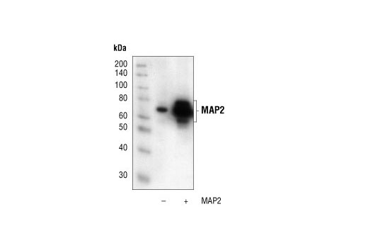 MAP2 Antibody