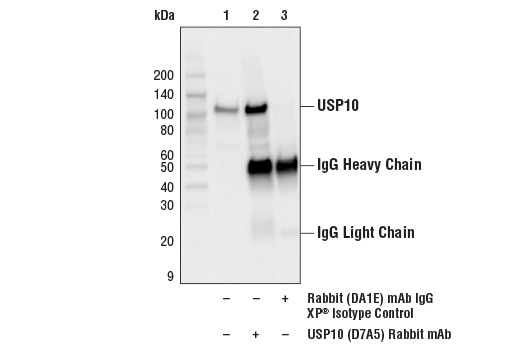 Rabbit (DA1E) mAb IgG XP ®  Isotype Control