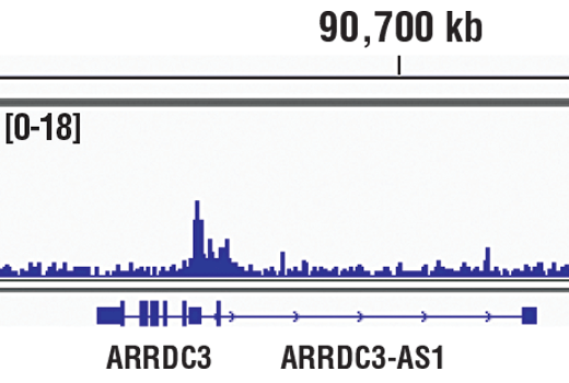 Hypoxia Pathway Antibody Sampler Kit