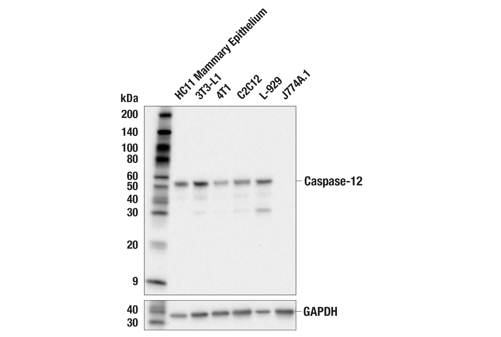 Apoptosis Antibody Sampler Kit (Mouse Preferred)