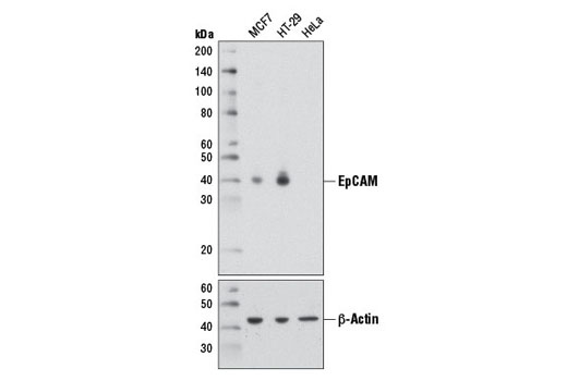 Exosomal Marker Antibody Sampler Kit