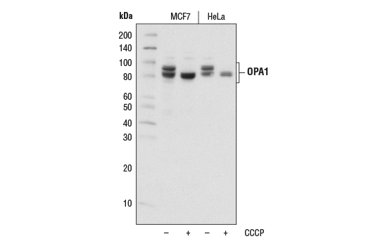 OPA1 (D7C1A) Rabbit mAb