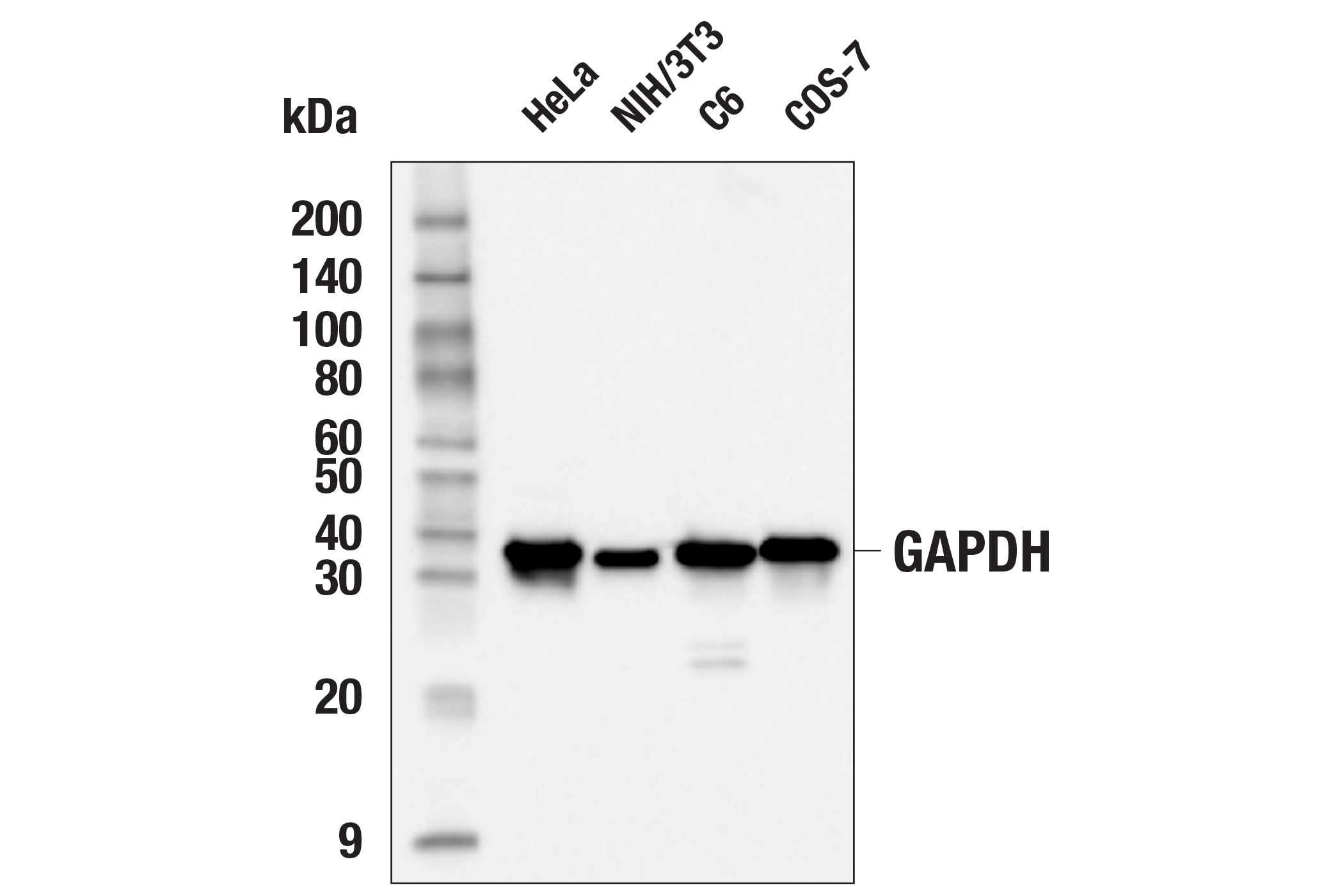 GAPDH (D16H11) XP ®  Rabbit mAb