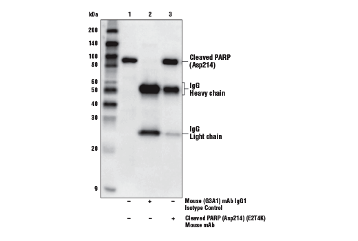 Mouse (G3A1) mAb IgG1 Isotype Control