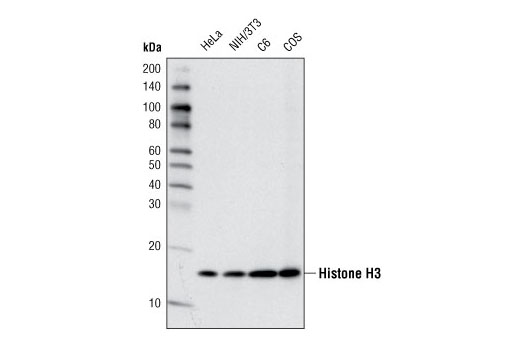 Histone H3 (D1H2) XP® Rabbit mAb
