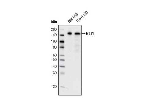 Hedgehog Signaling Antibody Sampler Kit