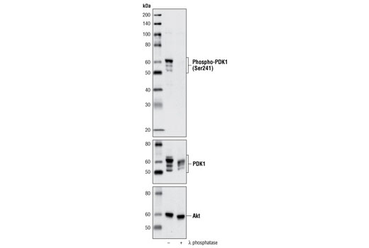 Phospho-PDK1 (Ser241) (C49H2) Rabbit mAb