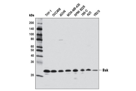 Pro-Apoptosis Bcl-2 Family Antibody Sampler Kit