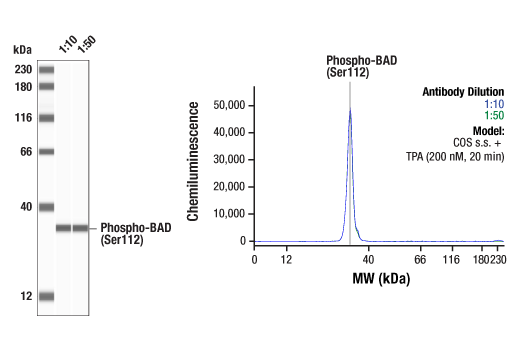 Pro-Apoptosis Bcl-2 Family Antibody Sampler Kit