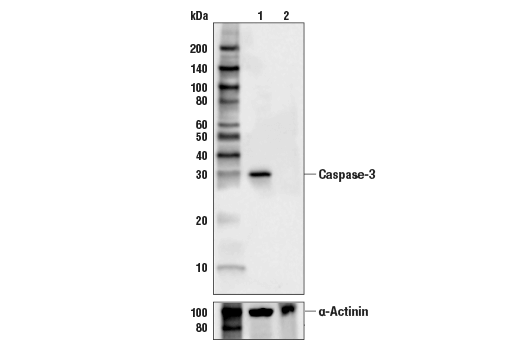 Caspase-3 Antibody