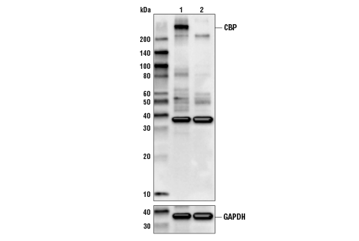 CBP (D6C5) Rabbit mAb