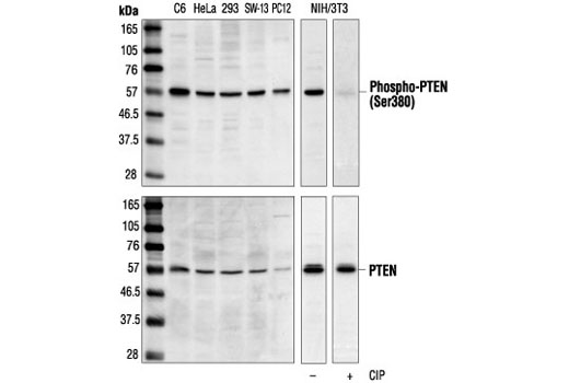Phospho-PTEN (Ser380) Antibody