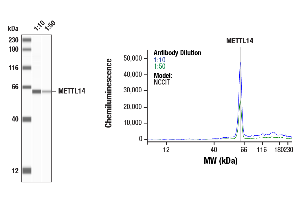 METTL14 (D8K8W) Rabbit mAb
