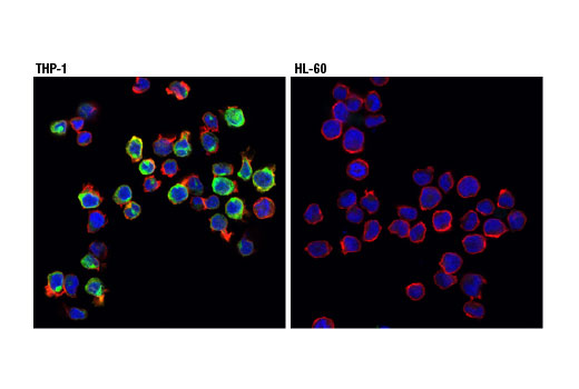 Human TREM2 Activity Antibody Sampler Kit