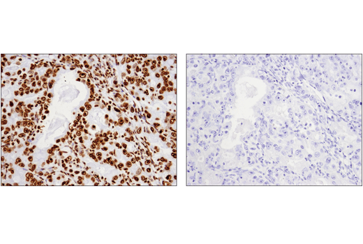 Mouse (E1D5H) mAb IgG3 Isotype Control