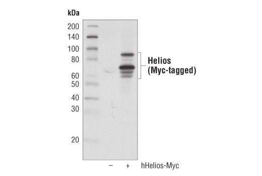 Helios (D8W4X) XP ®  Rabbit mAb