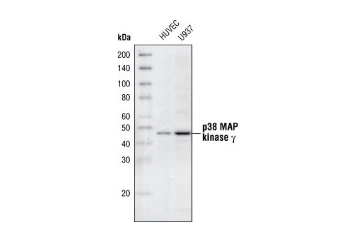 p38 MAPK Isoform Activation Antibody Sampler Kit