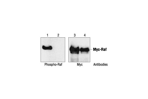 Phospho-c-Raf (Ser259) Antibody