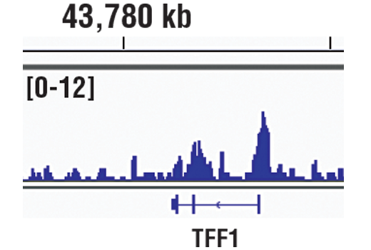 Class I HDAC Antibody Sampler Kit