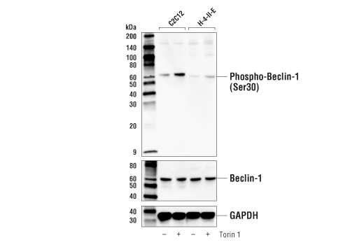 PhosphoPlus ®  Beclin-1 (Ser30) Antibody Duet